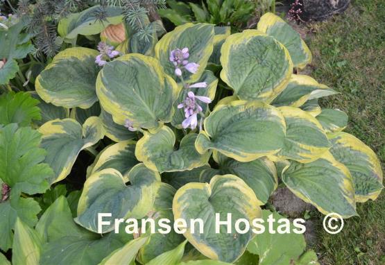 Hosta El Capitan